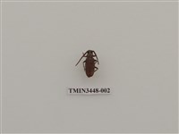 藏品(扁角鋸天牛)的圖片